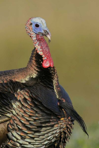 FL, Indian Lake Estates Wild male turkey